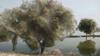 Spider Tree Pakistan